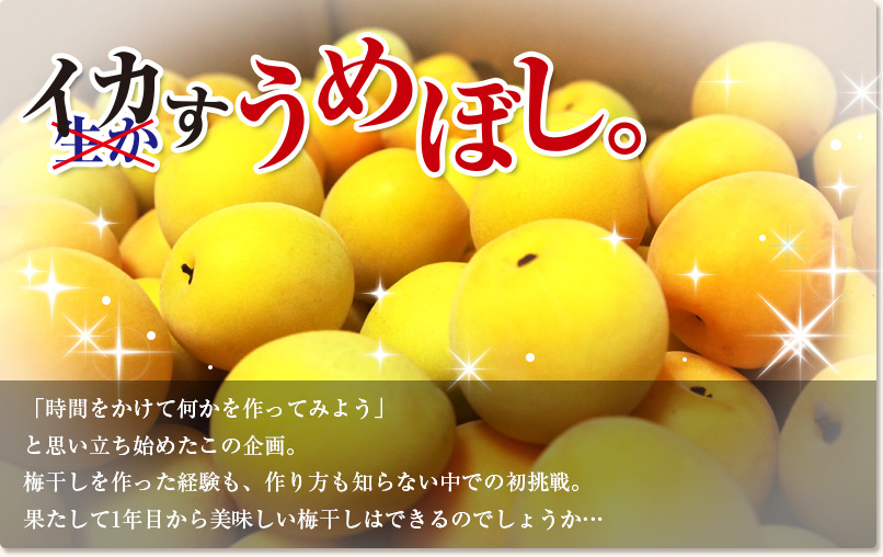 イカすうめぼし。